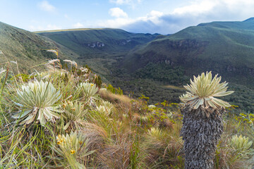 Frailejones forest in the mountains of Ecuador