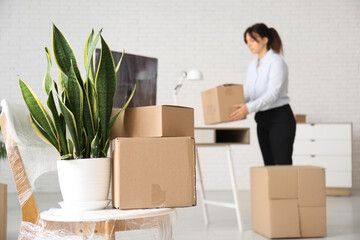 Poster - Cardboard boxes with plant on chair in office on moving day, closeup