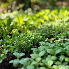 Poster - A lush garden bed with a carpet of young green seedlings thriving in the sunlight.