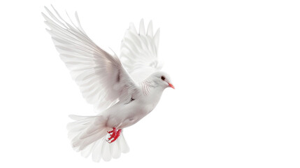 Bird in flight isolated transparent background