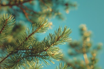 Poster - Close-up shot of a pine tree trunk with a clear blue sky in the background, suitable for nature and landscape photography