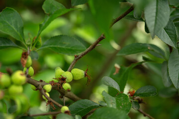 Poster - Green fruits of fragrant ornamental apples on the tree.