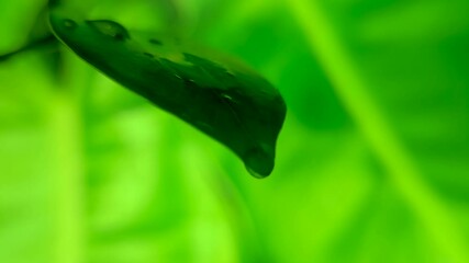 Wall Mural - a water drop slides on the surface of a leaf and falls