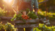 © practice  - Farmer holding a wooden box filled with fresh vegetables, signifying harvesting season. Basket with vegetables in the farmer's hands, emphasizing healthy, organic food and agriculture.
