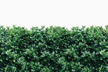 Poster - A lush bush of green leaves set against a clear white sky, ideal for use in nature-inspired designs or illustrations