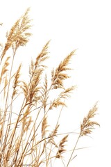 Poster - A field of tall brown grass stretches towards the clear blue sky with no clouds in sight