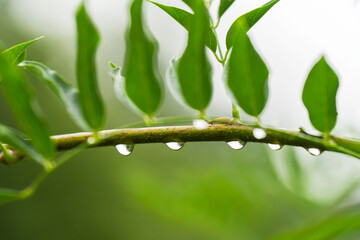 Wall Mural - 雨の水滴がついた木の葉　梅雨イメージ