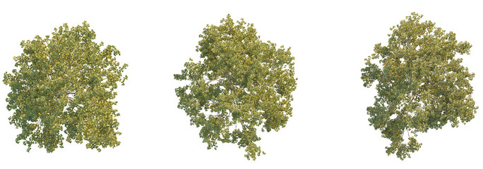 Sticker - Morus alba tree plan top view 4k png cutout