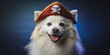 © Adisorn - Lifestyle portrait photography of a cute american eskimo dog wearing a pirate hat against a deep indigo background. With generative AI technology