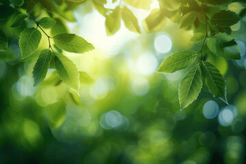 Canvas Print - Fresh Green Spring and Summer Leaves with Sun Flare and Blue Sky Background, Blurred Bokeh Nature View