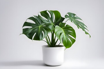 Monstera adansonni plant in pot plain background, AI Generated