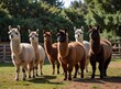 © Shakeela - Group of llamas decide to form boy band, concept of Musical animals