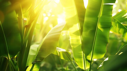 Poster - Sunlight Through Banana Leaves