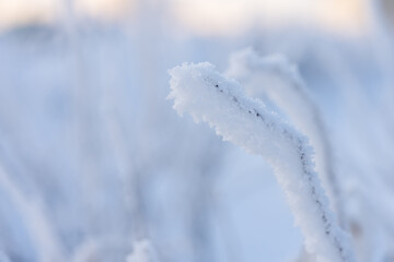 Closeup photo of dry grass on a field covered with hoarfrost after cold night