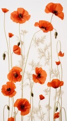 Poster - PNG Real pressed poppy flowers plant red inflorescence.