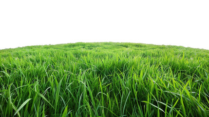 Wall Mural - Green grass field