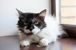 © Vera Aksionava - A black and white cat resting on a windowsill with whiskers, fur, and a tail