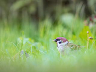 Wall Mural - House sparrow, Passer domesticus, with a worm in his beak