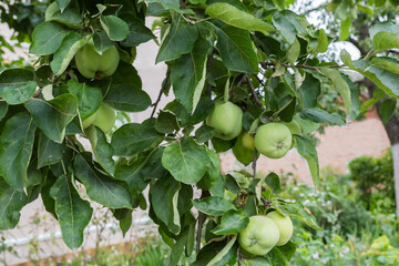 Canvas Print - Ripening green apples hanging on the branches of apple tree