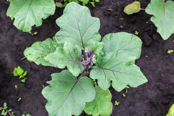 Wall Mural - Top view of eggplant plant on field in overcast morning