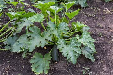 Poster - Zucchini bush with flowers and green fruits on a field