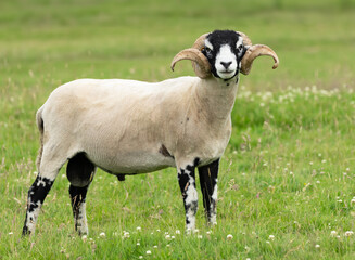 Wall Mural - a fine swaledale ram with two curly horns, facing front, stood in green pasture in summertime. this 