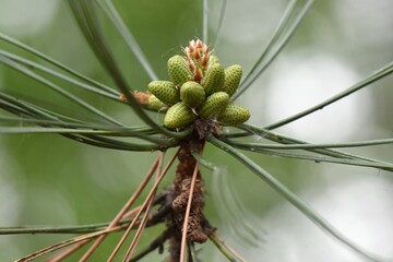 Sticker - Pine tree branch with young cones in the forest, closeup