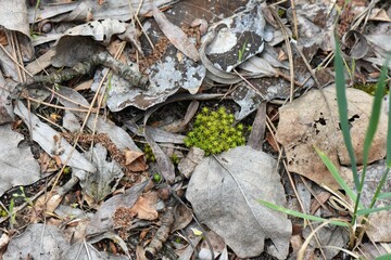 Poster - Green moss growing among dry leaves on the ground in the forest