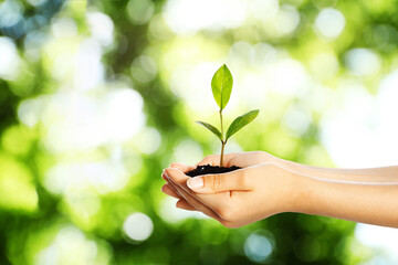 Wall Mural - Woman holding soil with green plant in hands against blurred background. Environment protection