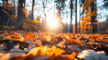 Wall Mural - autumn leaves in the ground