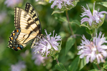 Sticker - papilio glaucus on monarda - profile view