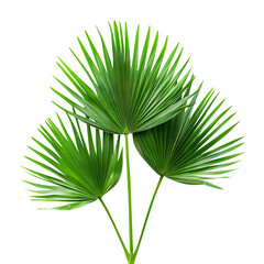 Canvas Print - Three green palm fronds, cut out