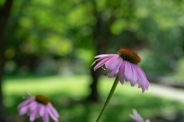 Sticker - shallow focus on purple coneflowers on a deeply defocused scenic background