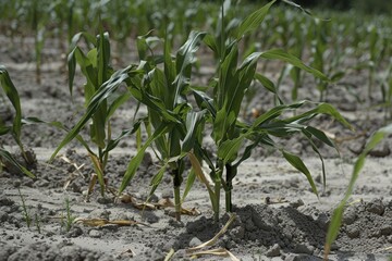 Wall Mural - A field of corn is shown with some of the plants looking wilted. The field is dry and the plants are not very healthy