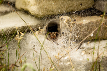 large hairy wolf spider in tunnel web