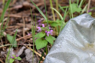 Sticker - Close up of Dead nettle (Lamium purpureum) growing near a plastic bottle in early Spring