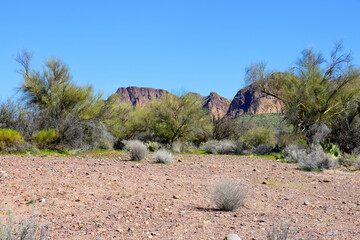 Salt River Recreation Area Arizona