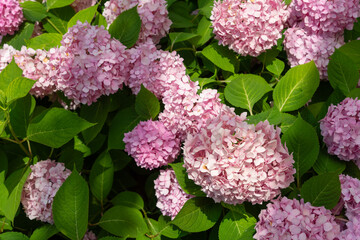 Canvas Print - pink hydrangea flowers