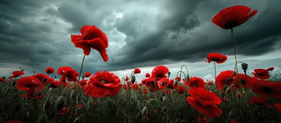 Canvas Print - Red Poppies Field Under Dramatic Sky