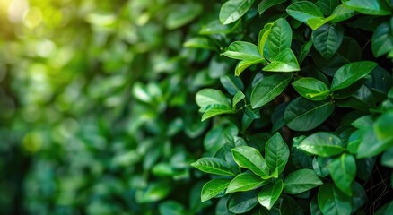 Wall Mural - Green hedge of box tree in garden, closeup