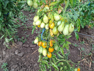 Yellow cherry tomatoes in the garden