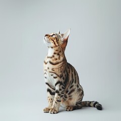 Wall Mural - Portrait of a beautiful Bengal cat sitting on a light background