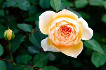 Wall Mural - Beautiful yellow rose in the botanical garden