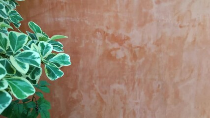 Mistletoe Fig, Mistletoe Rubber Plant is an evergreen large shrub or small tree with a spreading and rounded growth habit in SE Asia. indoor houseplant pan footage nature from Bangkok Thailand 