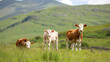© niwat - Ireland cattle farm with cow family portrait