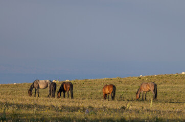 Wall Mural - Wild Horses in Summer in the Pryor Mountains Montana