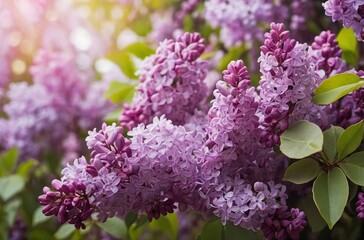 Wall Mural - Close-up of lilac bush with vibrant purple flowers in full bloom in soft sunlight