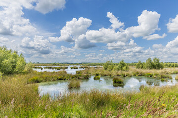 landscape of nature park fochteloerveen near veenhuizen the netherlands. one of the few areas in the