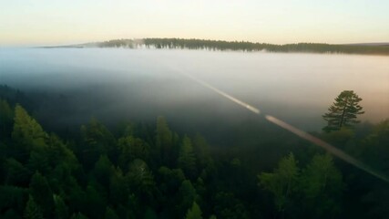 Poster - A forest with foggy trees and a cloudy sky. The trees are tall and green, and the sky is a mix of blue and gray. Scene is calm and peaceful, with the fog adding a sense of mystery