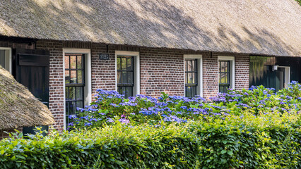 Blue farm hydrangea along ancient little farm houses with straw roofing in village Norg in Municipality Noordenveld in the Netherlands. Traditional Esdorp in Northern Drenthe.